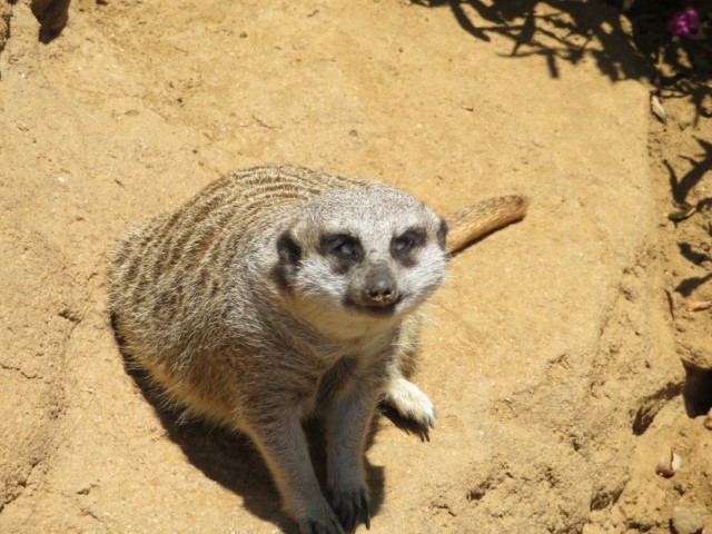 San Fransisco Zoo (87).JPG